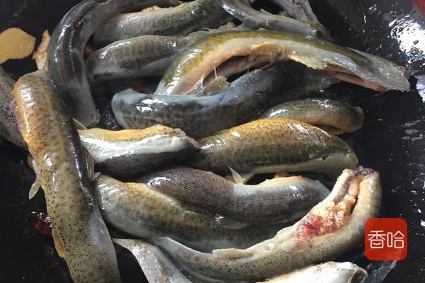 泥鳅怎么做好吃又营养干净（泥鳅这样做最美味）(6)