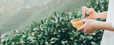 ​普洱茶叶为什么有霉味 普洱茶叶有霉味了怎么处理