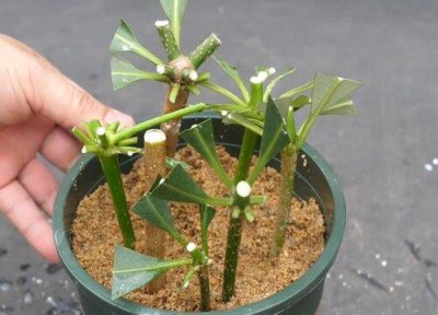 ​发财树怎样扦插才最容易成功（发财树扦插生根最快方法）