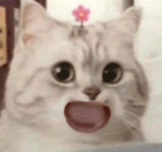 ​最新最全的小猫咪表情包合集 快去和喜欢的人聊天吧