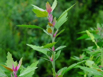 ​13种野菜大图片，教你认识不同的野菜和吃法，你认识几个呢？