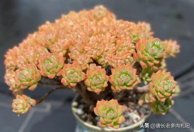 ​多肉马库斯同类型的品种多如牛毛，但真能“以假乱真”却只有9种