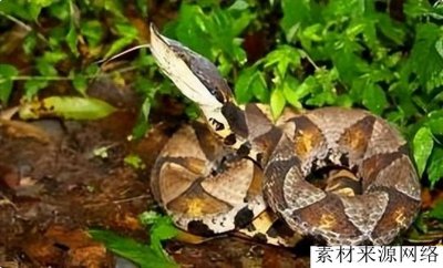 ​五步蛇究竟有多恐怖？被咬后只能走五步吗？砍断手指能不能保命？