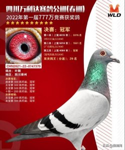 ​「图集」山区飞出的冠军亮点多，川渝地区2022春棚冠军鸽盘点