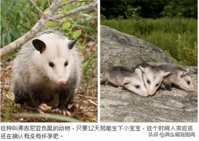 ​16种动物怀孕周期时间一览图，最长的是人类两倍
