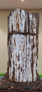 ​木化玉你见过吗