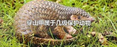 ​穿山甲属于几级保护动物