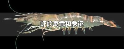 ​虾的寓意和象征
