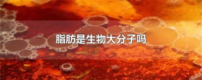 ​脂肪是生物大分子吗