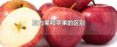 ​加利果和苹果的区别在哪里 加力果与苹果的区别