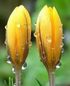 ​每日奇花异草，花朵鲜艳，妖娆夺目。（图片来自网络，侵权删除）