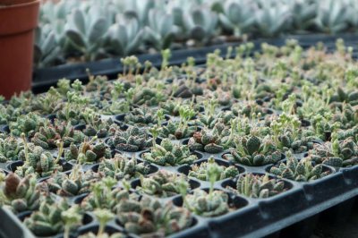 ​多肉明镜怎么养