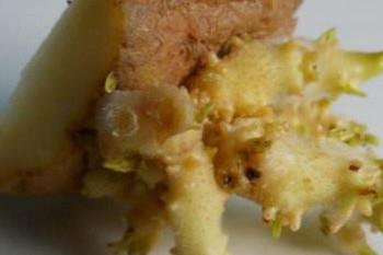 哪些食物发芽后营养翻倍？这些食物发芽后千万别吃