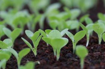 哪些食物发芽后营养翻倍？这些食物发芽后千万别吃