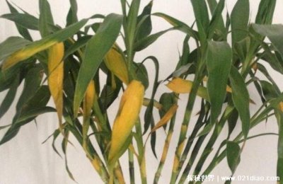 ​富贵竹叶子发黄怎么救，三招让它快速恢复如初(附保养方法)