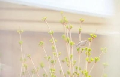 ​社保缴费记录个人信息怎么查询社保缴费记录怎么查询