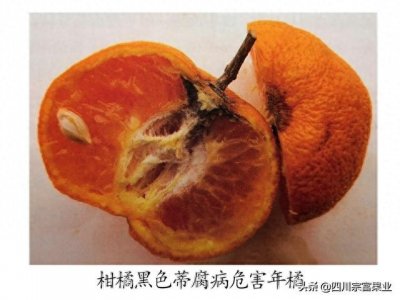 ​柑橘烂心、果蒂腐烂是怎么回事？放不了多久就腐烂发霉