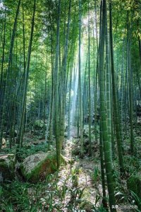 ​重庆永川茶山翠，竹海情更浓，等你来赏