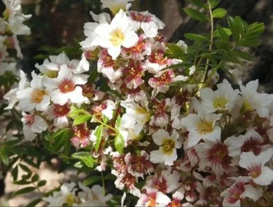 ​文冠花香迎客来