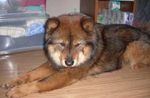 德国熊犬和大白熊犬，堪称狗中大霸王