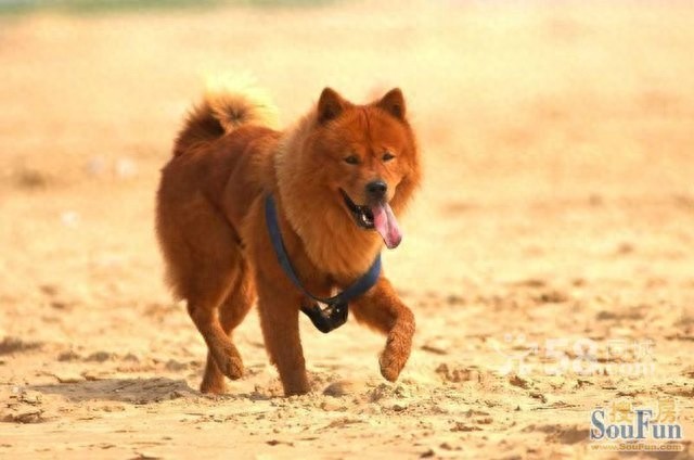 德国熊犬和大白熊犬，堪称狗中大霸王