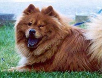 ​德国熊犬和大白熊犬，堪称狗中大霸王