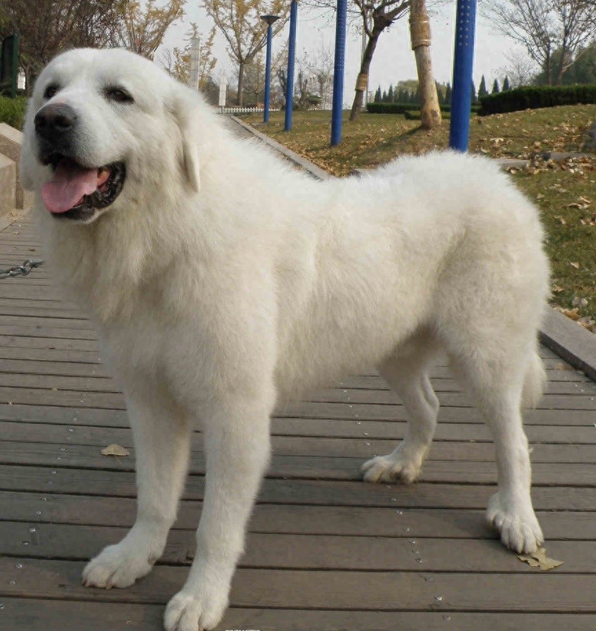 德国熊犬和大白熊犬，堪称狗中大霸王