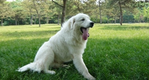 德国熊犬和大白熊犬，堪称狗中大霸王