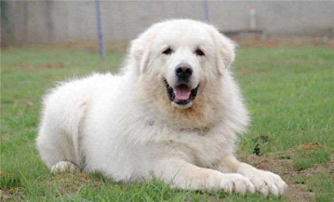 德国熊犬和大白熊犬，堪称狗中大霸王