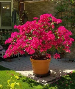 ​三角梅不开花的三个罪魁祸首找到了