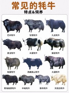 ​牛的种类||中国主要牦牛汇总