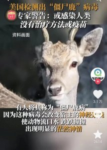 ​“僵尸鹿”在现美国，专家：可能会传染给人类