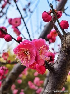 ​“混血儿”花卉一一美人梅