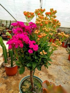 ​吉林姑娘养出1米8长寿花树！网友：这哪是花，分明是“开花树”