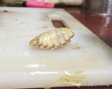 ​寄生鱼舌头的“外星生物”——缩头鱼虱