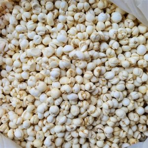 ​一公斤川贝5000多元 中药材价格热的冷思考