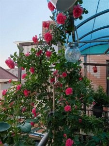 ​麻绳总在细处断，厄难专挑苦命人后续…