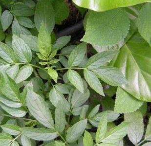 ​接骨草，花香果红，惹人怜爱