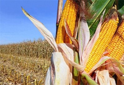 ​我国“最佳排名前10”玉米品种，亩产高达2500斤，抗病抗倒又高产