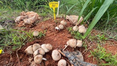 ​南华雨露乡：鸡枞菌种植撑起“致富伞”