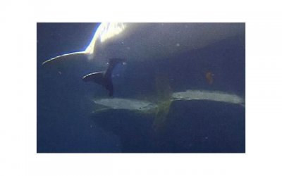 ​感情里的揪心是什么意思啊