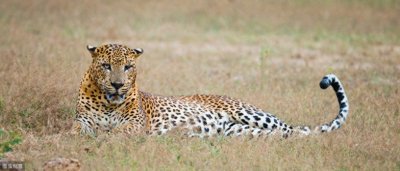 ​带“豹”字的成语。与“豹”有关的四字成语都在这里，值得收藏