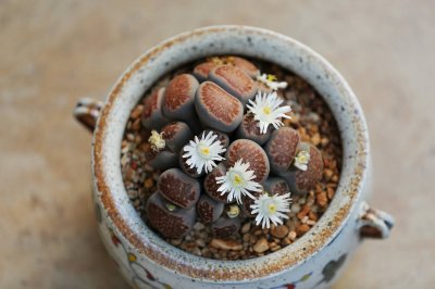 ​3种“小绿植”，耐旱耐阴很好养，半月浇次水，“肥嘟嘟”不停长