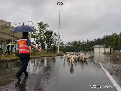 ​迷失羔羊误入高速 湖北路政出手化险为夷
