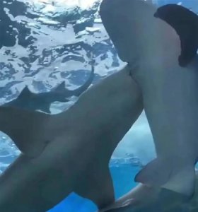 ​相爱相杀？两鲨鱼追逐撕咬？回应来了