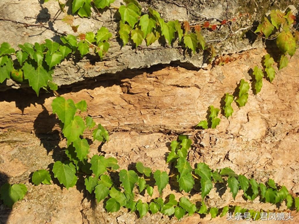 爬山虎爬满乡村路边绝壁，壮观养眼！小学课文《爬山虎的脚》是哪位作家写的？