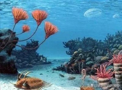 ​你所不知道的真正海洋霸主：板足鲎（一）