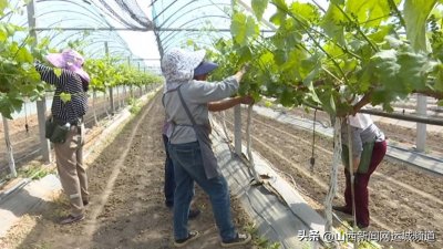 ​盐湖区金井乡：葡萄园里管护忙，丰收在望促增收