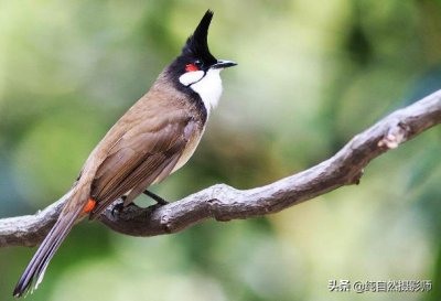 ​红耳鹎，中国鹎科鸟类