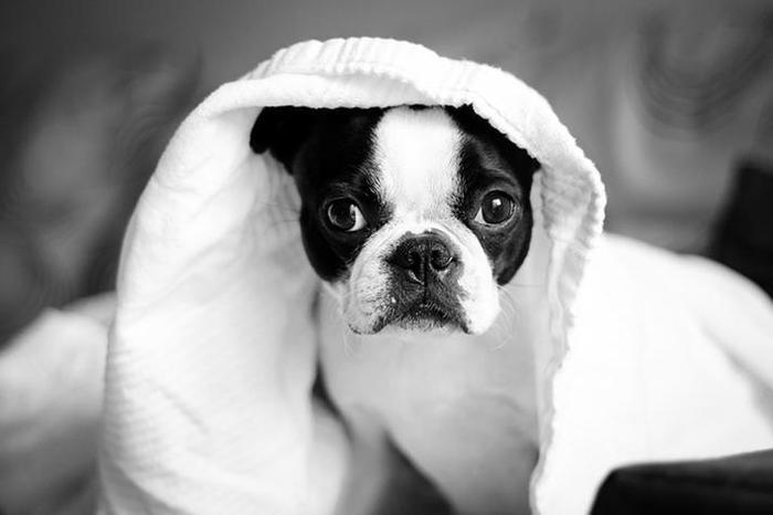 宠物皮肤病问答（下篇）